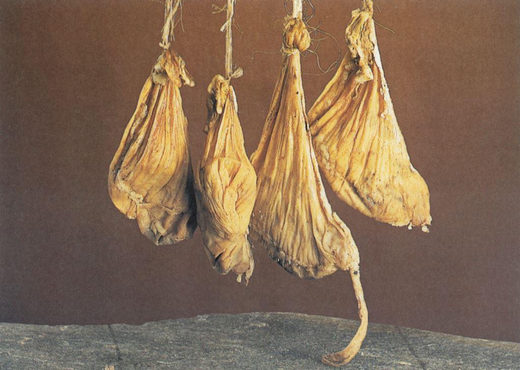 Όλα όσα πρέπει να ξέρω για την πυτιά ζωικής προέλευσης