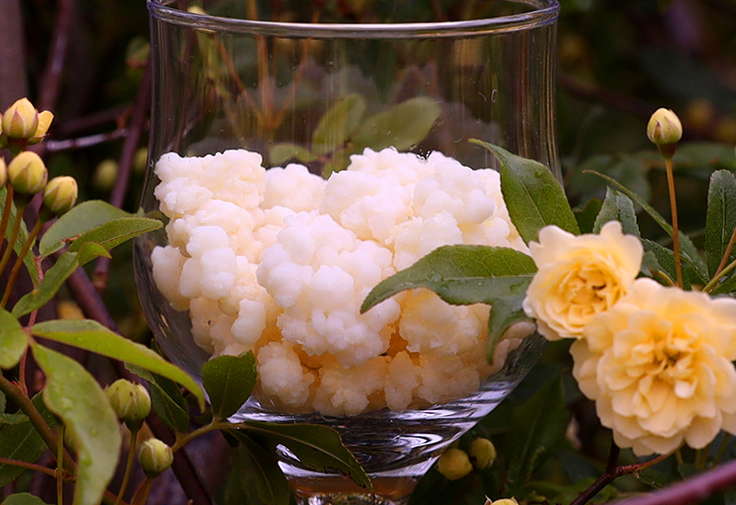 πρωτοσέλιδο - Τί είναι το κεφίρ? Ποιούς μικροοργανισμούς περιέχει?