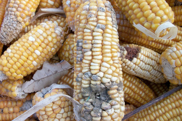 πρωτοσέλιδο, Υπάρχουν Μυκοτοξίνες και Αφλατοξίνες στα γαλακτοκομικά προϊόντα? Ποιός είναι ο ρόλος των ζωοτροφών?