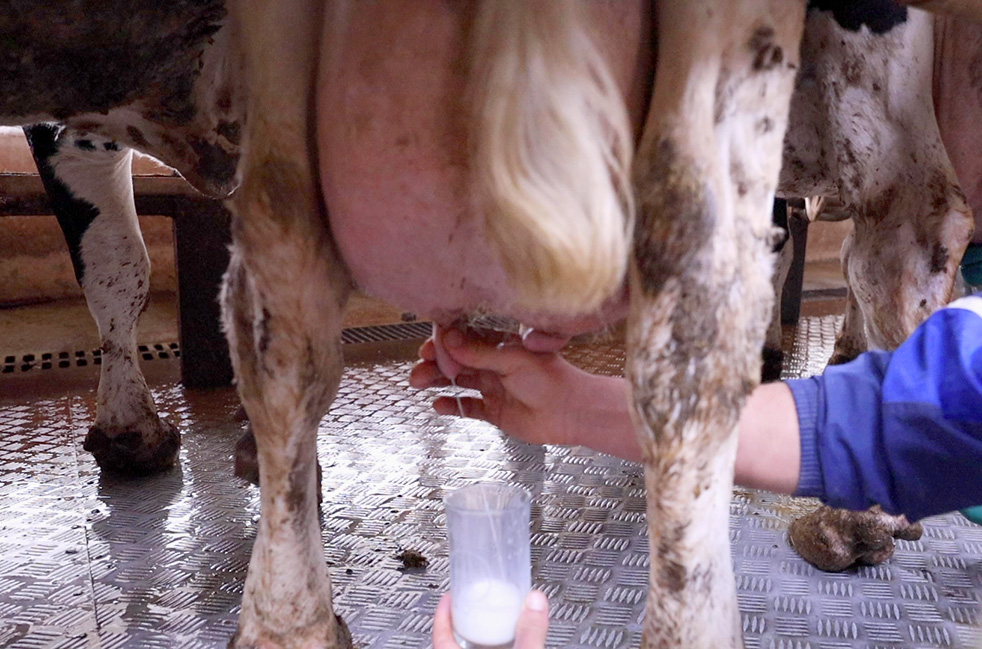 πρωτοσέλιδο - 7 καλοί λόγοι για να παστεριώσω το γάλα μου