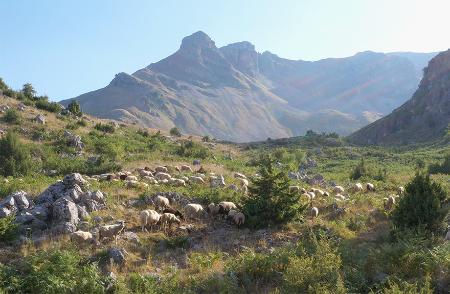 πρωτοσέλιδο - Τυρί έχω, …γάλα που θα βρώ?