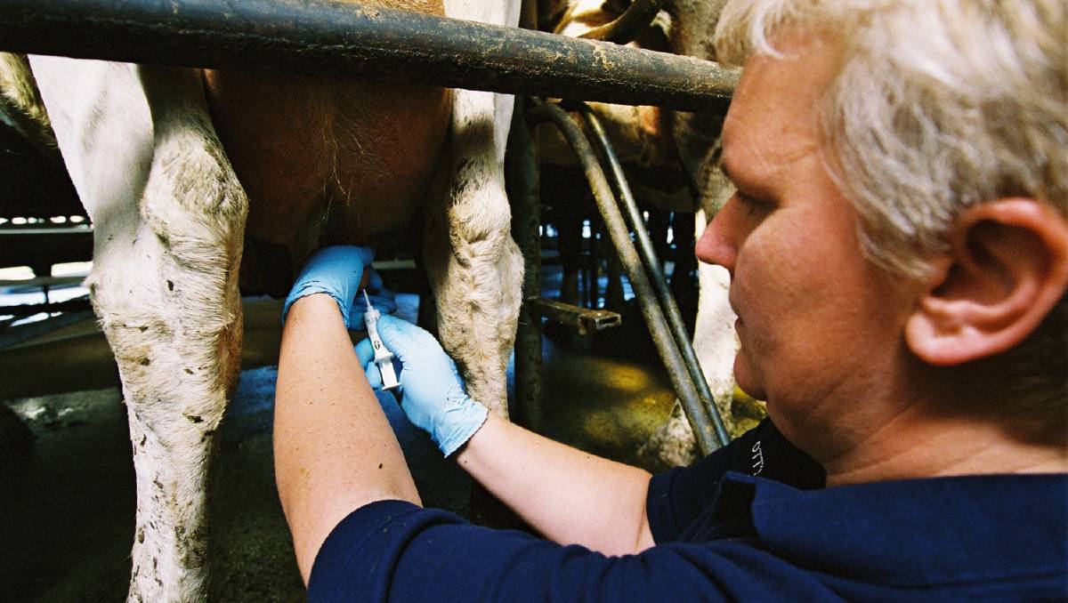 Πώς τα αντιβιοτικά στο γάλα μπορούν να καταστρέψουν την παραγωγή των γαλακτοκομικών μας!